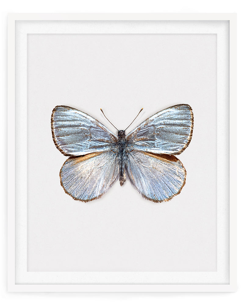 Silver Light (Argyrophorus Argenteus)