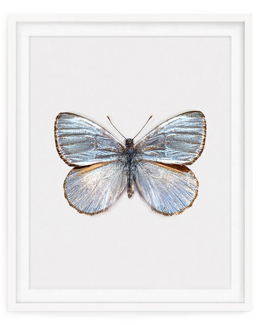 Silver Light (Argyrophorus Argenteus)