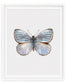 Silver Light (Argyrophorus Argenteus)