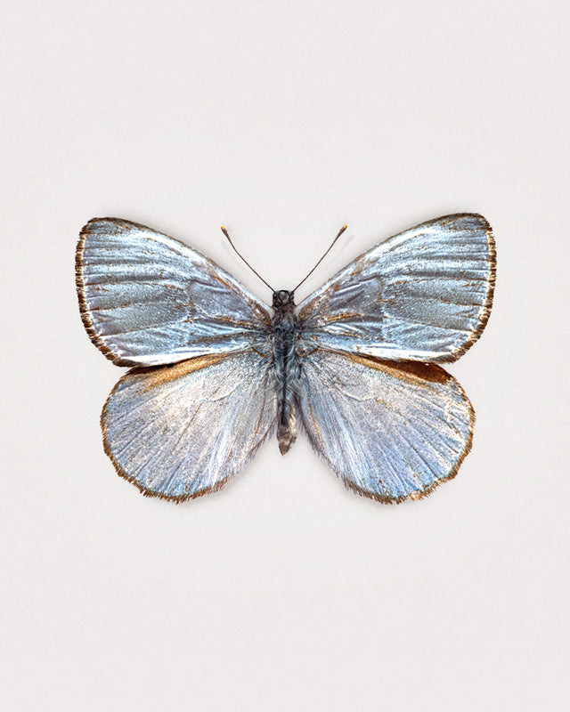 Silver Light (Argyrophorus Argenteus)