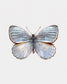 Silver Light (Argyrophorus Argenteus)