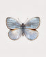 Silver Light (Argyrophorus Argenteus)