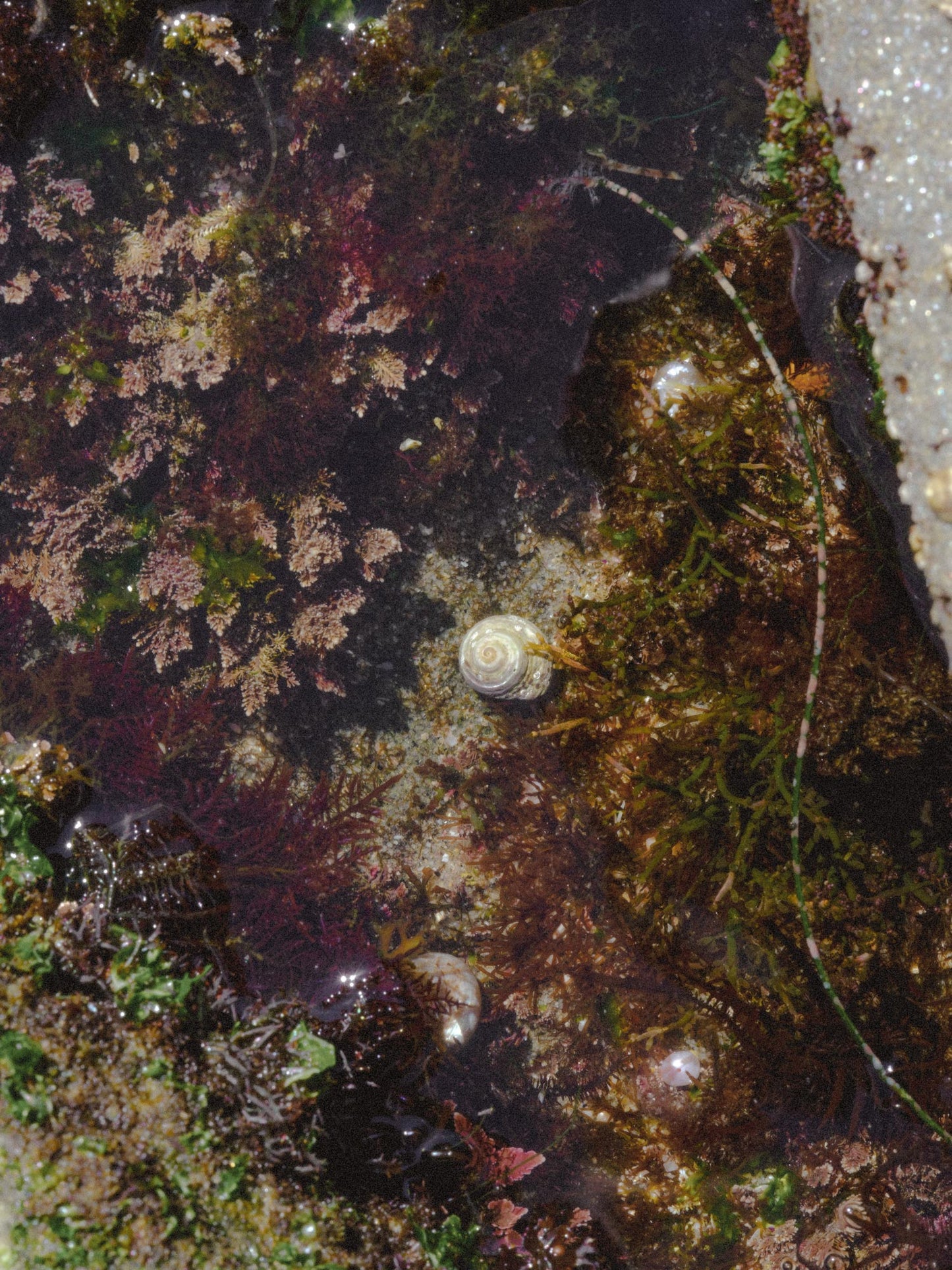 Sunken Treasure Hiding Crab