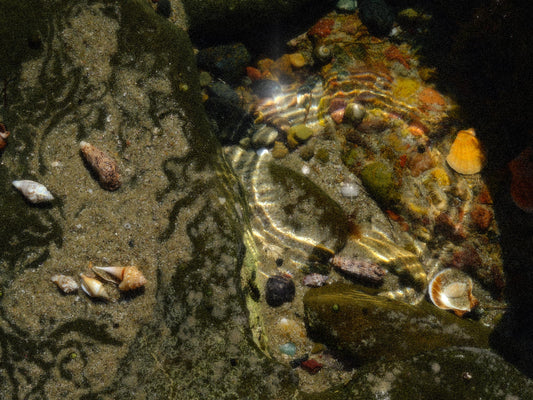 Sunken Treasure Snail Trail